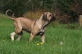 FILA BRASILEIRO 033